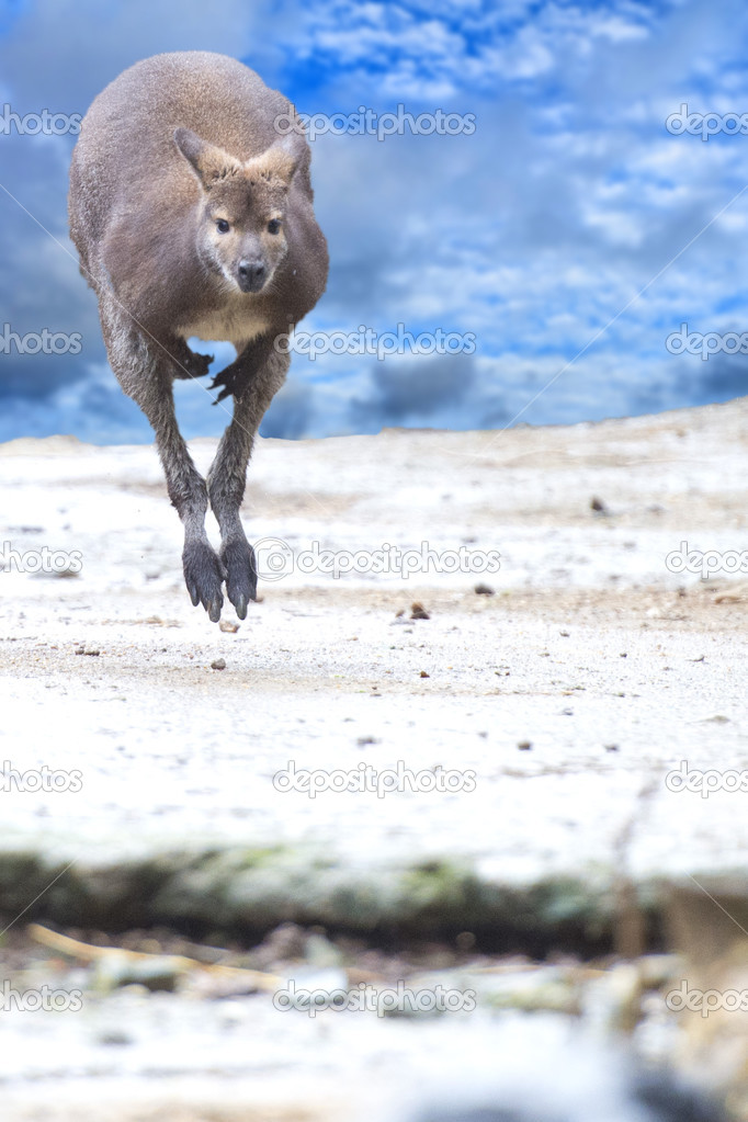 kangaroo while jumping on the cloudy sky background