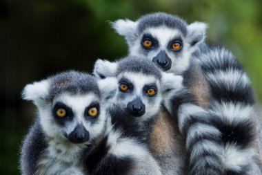 Sana bakmak ederken lemur maymun