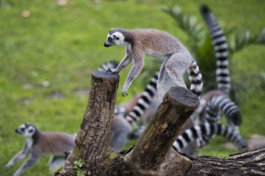 atlama sırasında lemur maymun
