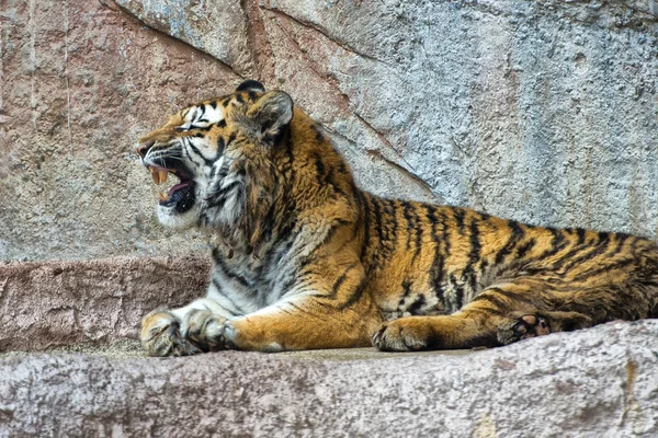 Tigre enquanto bocejava — Fotografia de Stock