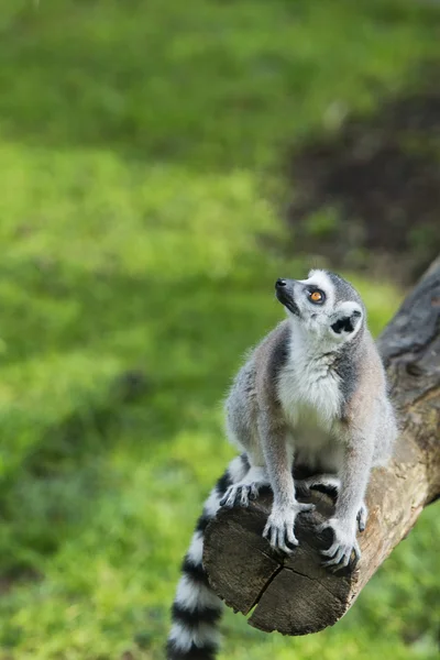 Mono lémur — Foto de Stock