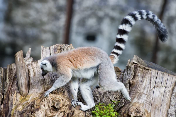 Macaco-lémure enquanto salta — Fotografia de Stock