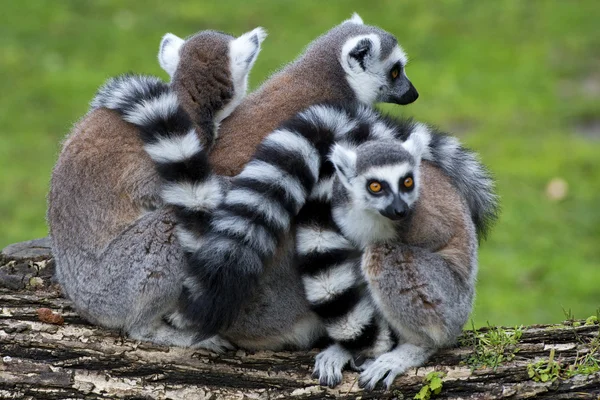 Lemur maymunu — Stok fotoğraf