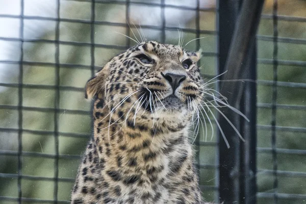 Jaguar leopard chetaa närbild porträtt — Stockfoto