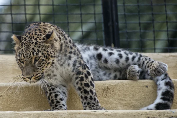 Jaguar Leopardo Chetaa close up retrato — Fotografia de Stock