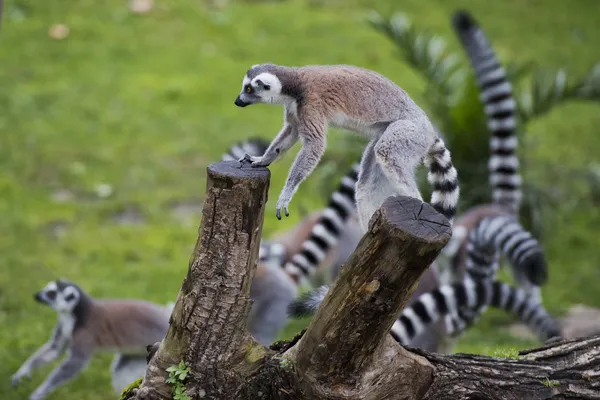 Scimmia lemure durante il salto — Foto Stock