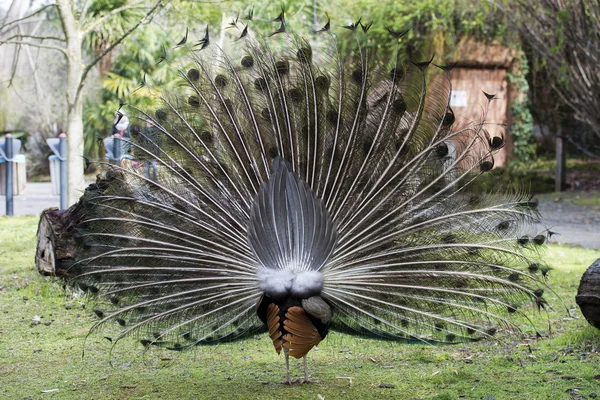 Uccello pavone meraviglioso piuma ritratto ruota aperta — Foto Stock