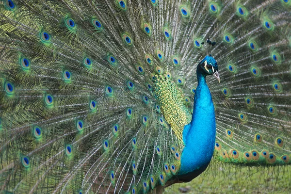 Tavus kuşu harika tüy açık tekerlek portre — Stok fotoğraf