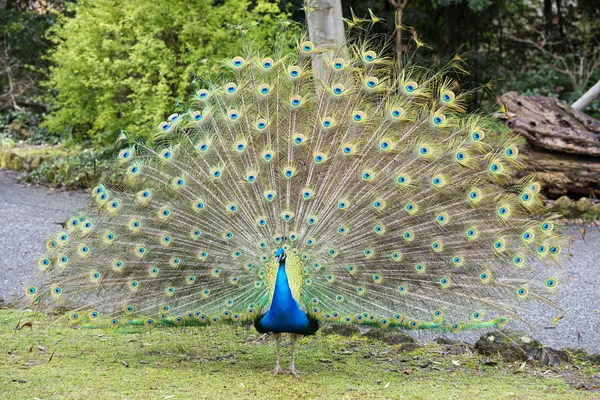 Uccello pavone meraviglioso piuma ritratto ruota aperta — Foto Stock