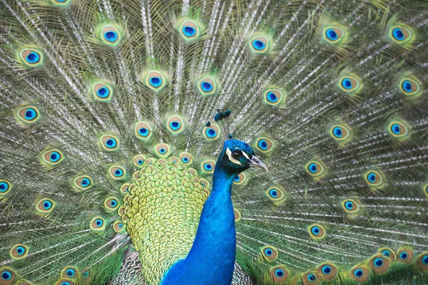 Tavus kuşu harika tüy açık tekerlek portre — Stok fotoğraf