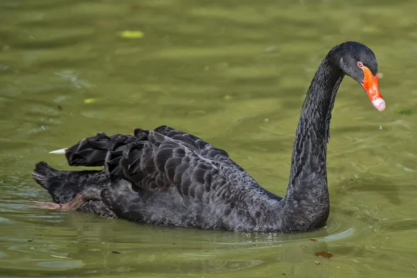 Retrato de cisne preto isolado — Fotografia de Stock