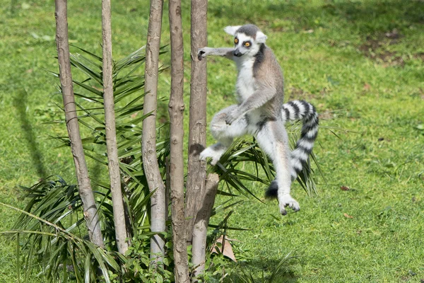 ジャンプしながらキツネザル猿 — ストック写真