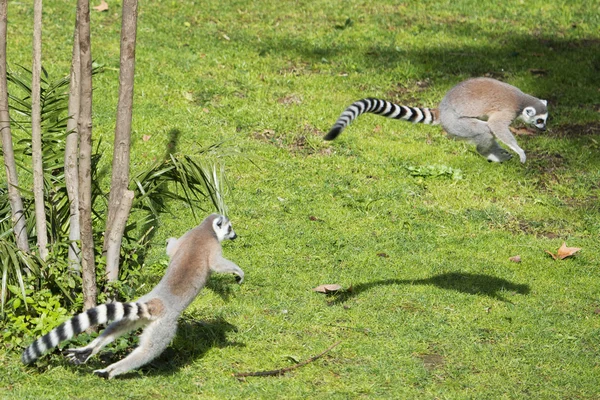 Lemur mono mientras salta — Foto de Stock