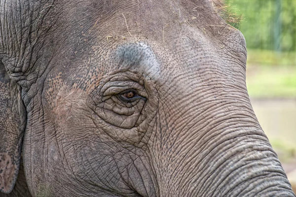 Ojo de elefante —  Fotos de Stock