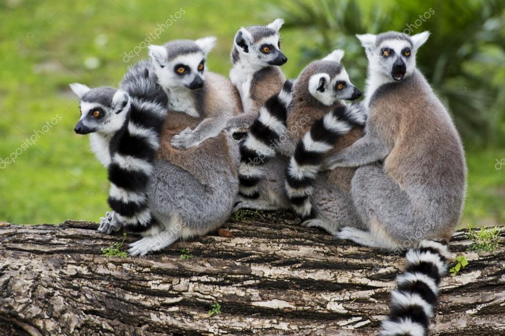 madagascar