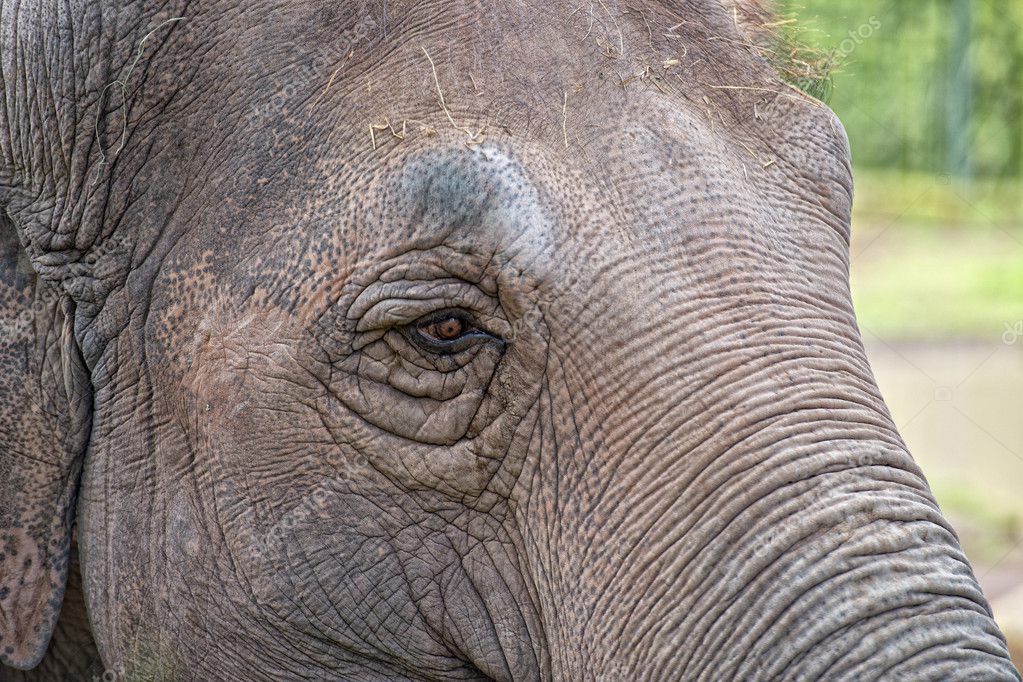 Elephant eye — Stock Photo © izanbar 42295543
