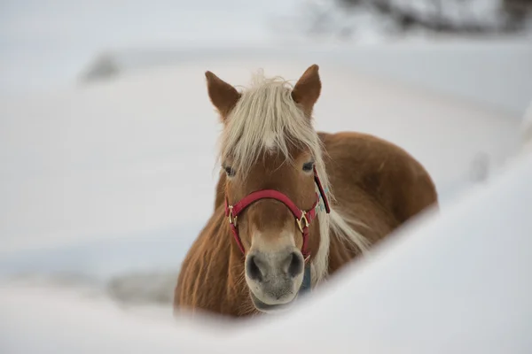 Portrét koně na bílém sněhu při pohledu na vás — Stock fotografie