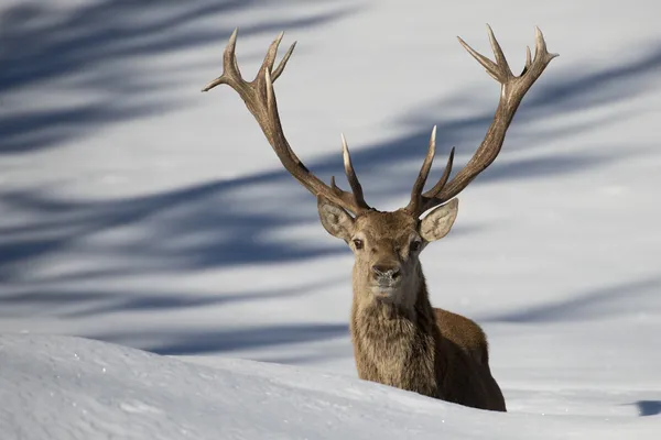 Hirsch auf dem Schnee Hintergrund — Stockfoto