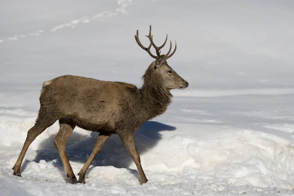 Deer op de achtergrond van de sneeuw — Stockfoto