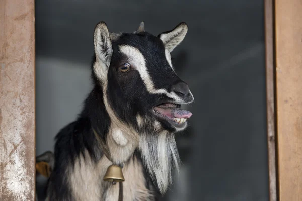 Preto e branco ovelhas enquanto bleating — Fotografia de Stock