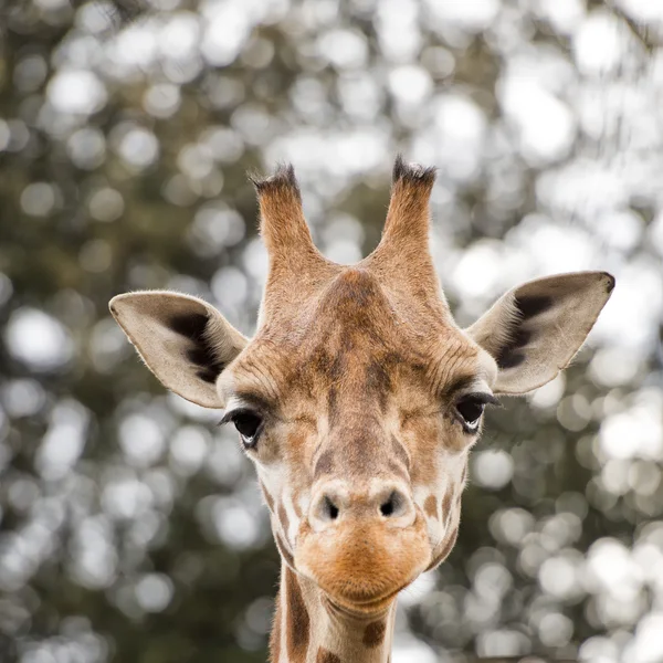 Izole giraff kapatmak dikey — Stok fotoğraf