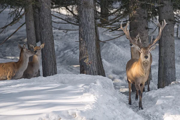 Kar zemin üzerine geyik — Stok fotoğraf