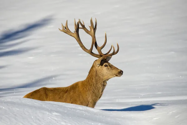 Rådjur på snö bakgrunden — Stockfoto