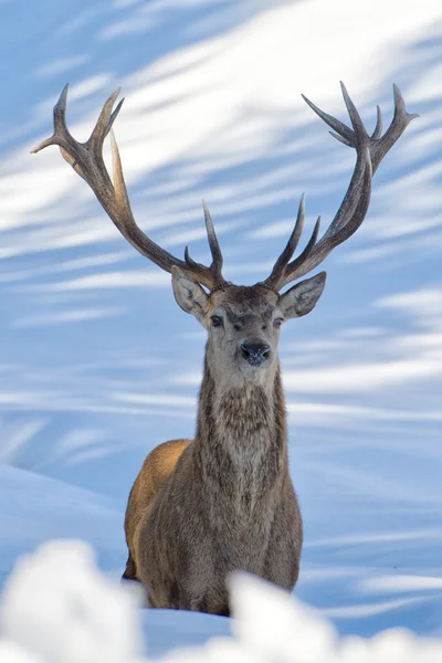 Cervo sullo sfondo della neve — Foto Stock