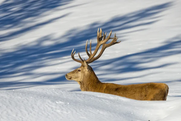 Ciervo en el fondo de nieve —  Fotos de Stock