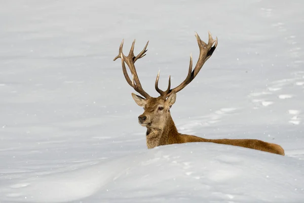 Veado no fundo da neve — Fotografia de Stock