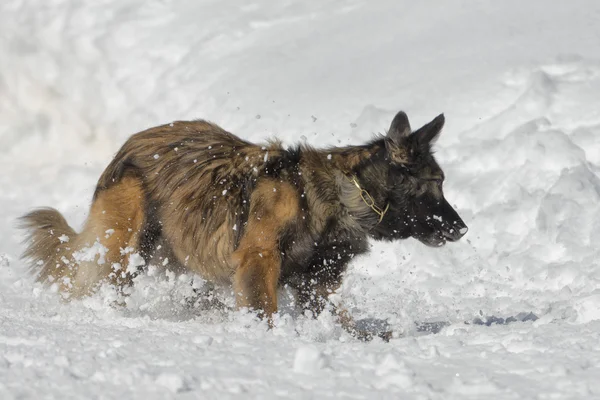 Hond terwijl het lopen in de sneeuw — Stockfoto