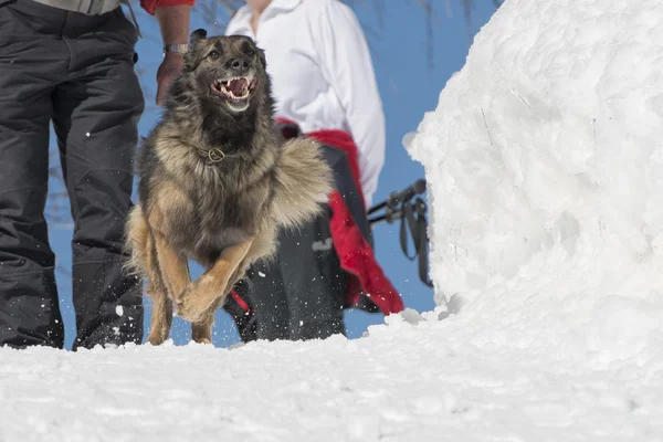 Cão enquanto corre na neve — Fotografia de Stock