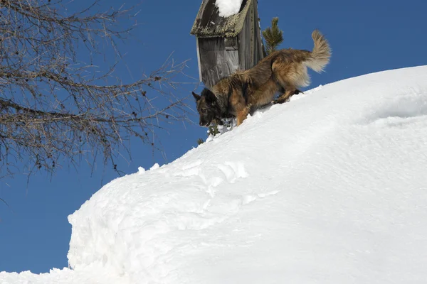 Perro mientras corre sobre la nieve —  Fotos de Stock