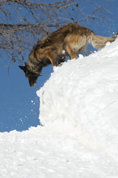 Perro mientras corre sobre la nieve —  Fotos de Stock