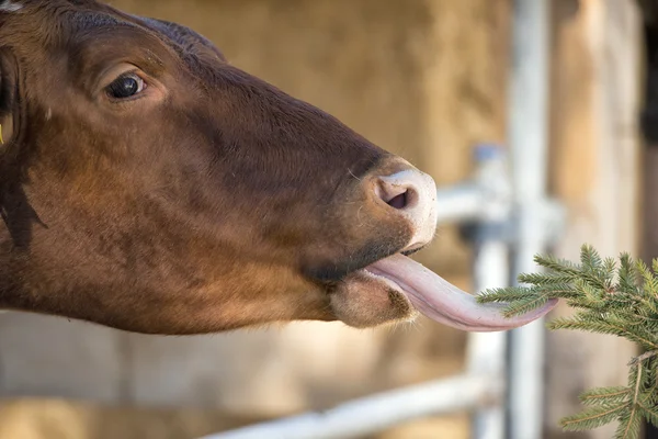 Portret krowa a lizanie — Zdjęcie stockowe