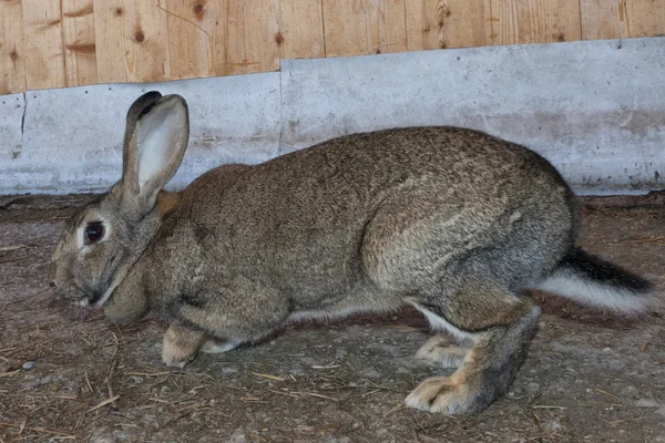 토끼 초상화 닫기 — 스톡 사진