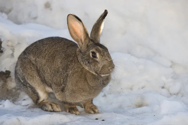 Kanin närbild porträtt på snö bakgrunden — Stockfoto