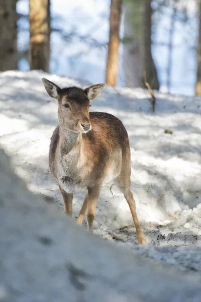 Deer on the snow background — Stock Photo, Image