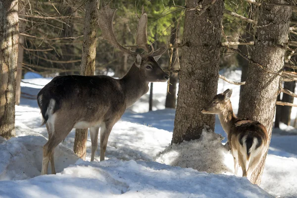 雪の背景に鹿 — ストック写真