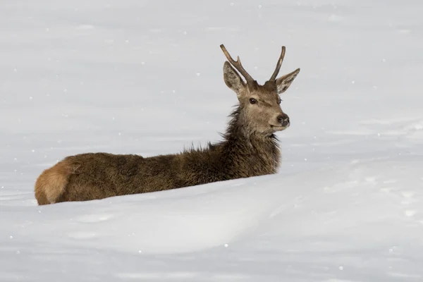 Kar zemin üzerine geyik — Stok fotoğraf