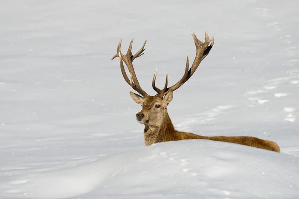 Rådjur på snö bakgrunden — Stockfoto