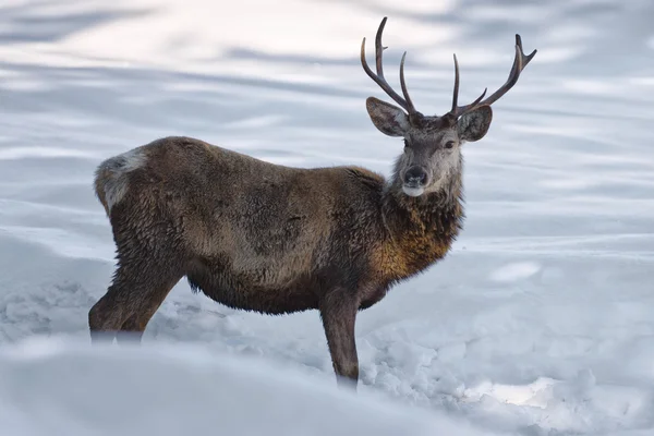 Deer on the snow background — Stock Photo, Image