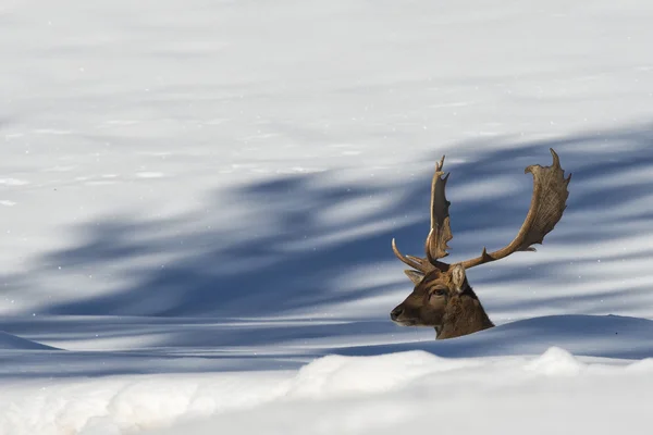 Veado Falllow no fundo da neve — Fotografia de Stock