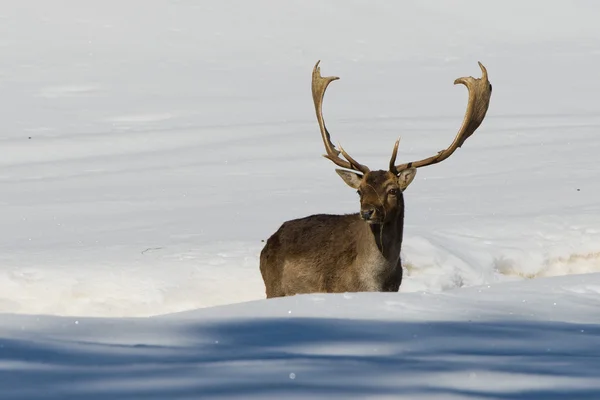 Ciervo en el fondo de nieve —  Fotos de Stock