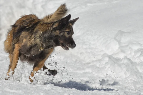 Kar üzerinde çalışırken köpek — Stok fotoğraf