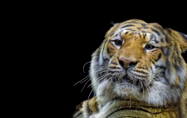 Tigre pronto para atacar olhando para você — Fotografia de Stock