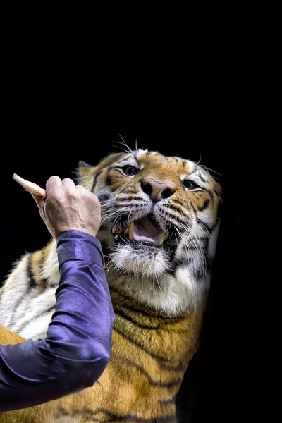 Un tigre listo para atacar mirándote — Foto de Stock