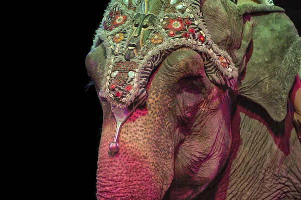 サーカスの象 — ストック写真