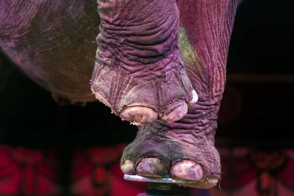 Circus elephant — Stock Photo, Image