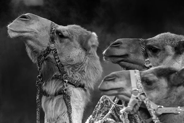 Camelo de circo — Fotografia de Stock